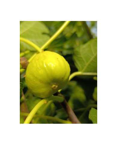 Bio Feigenbaum Gilette (*)