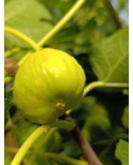 Bio Feigenbaum Gilette (*)