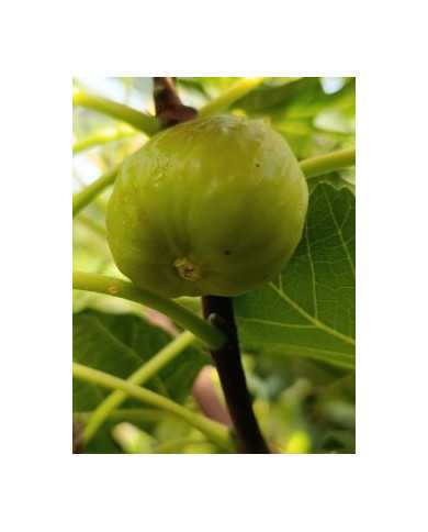 Bio Feigenbaum Gilette (*)