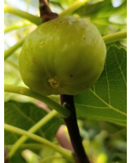 Bio Feigenbaum Gilette (*)