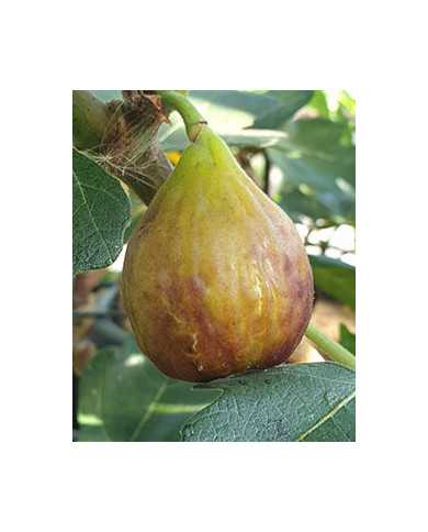 biofeigenbaumgino'sblack