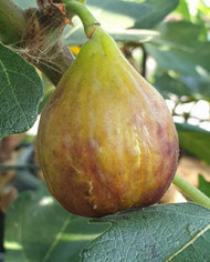 biofeigenbaumgino'sblack