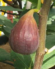 Bio Feigenbaum Gino's Black (**)