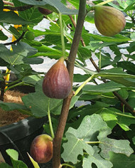 Bio Feigenbaum Gino's Black (**)