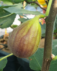 Bio Feigenbaum Gino's Black (**)