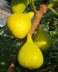 Bio Feigenbaum Golden Riverside (**)