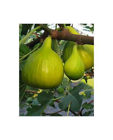 Bio Feigenbaum Golden Riverside (**)