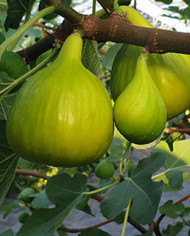 Bio Feigenbaum Golden Riverside (**)