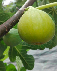 Bio Feigenbaum Golden Riverside (**)