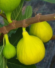 Bio Feigenbaum Golden Riverside (**)