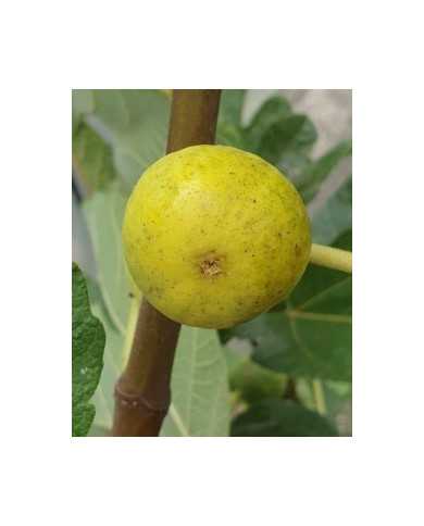 biofeigenbaumgoutted'orcarpentras