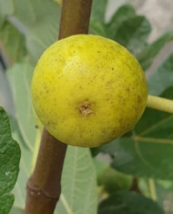 biofeigenbaumgoutted'orcarpentras