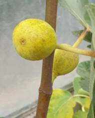 Bio Feigenbaum Goutte d'Or Carpentras (**)