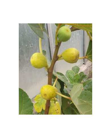 Bio Feigenbaum Goutte d'Or Carpentras (**)