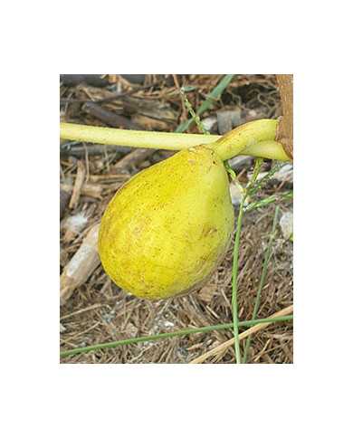 Bio Feigenbaum Goutte d'Or Carpentras (**)