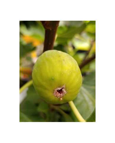 biofeigenbaumgreenischia biofeigenbaumgreenischia