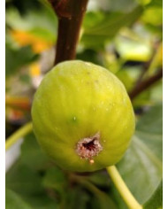 biofeigenbaumgreenischia