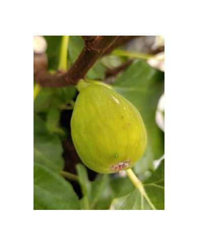 Bio Feigenbaum Green Ischia (**) Bio Feigenbaum Green Ischia (**)