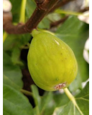 Bio Feigenbaum Green Ischia (**) Bio Feigenbaum Green Ischia (**)