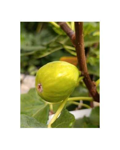 Bio Feigenbaum Green Ischia (**) Bio Feigenbaum Green Ischia (**)