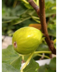 Bio Feigenbaum Green Ischia (**) Bio Feigenbaum Green Ischia (**)