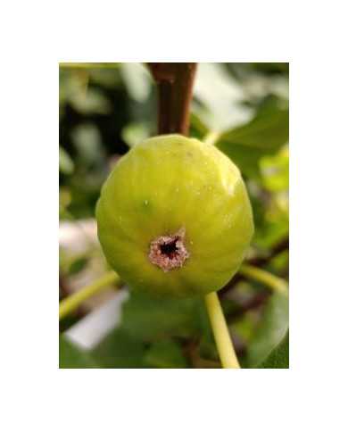 Bio Feigenbaum Green Ischia (**) Bio Feigenbaum Green Ischia (**)