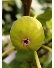 Bio Feigenbaum Green Ischia (**) Bio Feigenbaum Green Ischia (**)