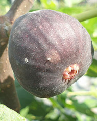 biofeigenbaumgrisedebre´goux biofeigenbaumgrisedebre´goux