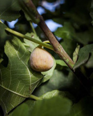 Bio Feigenbaum Grise de Saint-Jean (***)