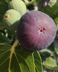 biofeigenbaumgriseolivette biofeigenbaumgriseolivette