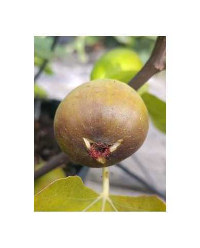 biofeigenbaumgrossegrisedenotredame