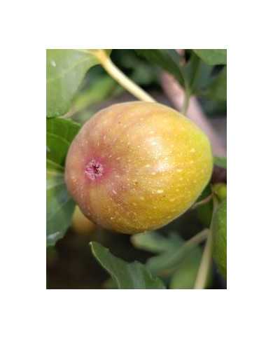 Bio Feigenbaum HBLVA In Vitro