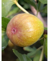 Bio Feigenbaum HBLVA In Vitro Bio Feigenbaum HBLVA In Vitro