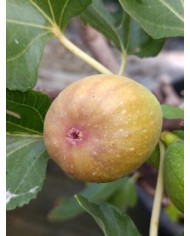 Bio Feigenbaum HBLVA In Vitro Bio Feigenbaum HBLVA In Vitro