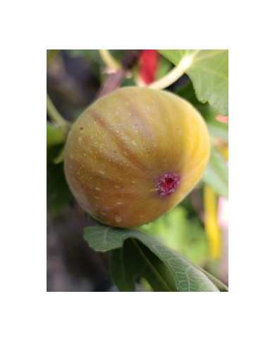 Bio Feigenbaum HBLVA In Vitro Bio Feigenbaum HBLVA In Vitro