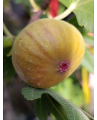 Bio Feigenbaum HBLVA In Vitro Bio Feigenbaum HBLVA In Vitro