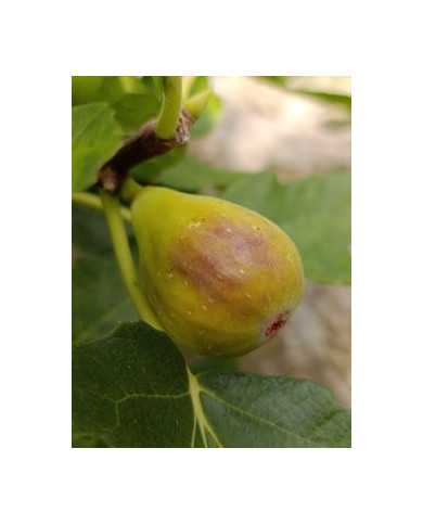 biofeigenbaumhircana