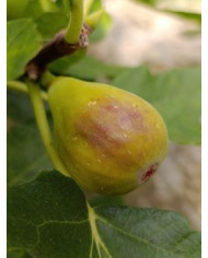 biofeigenbaumhircana biofeigenbaumhircana