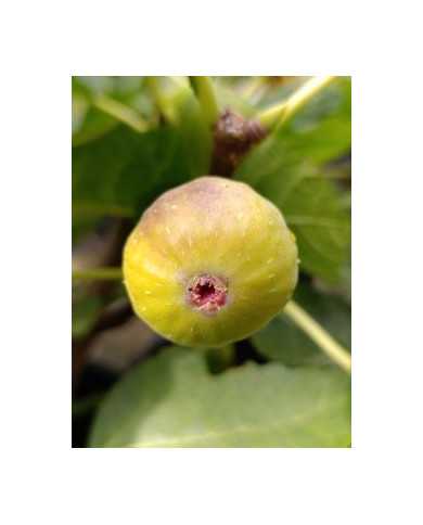 Bio Feigenbaum Hircana (**)