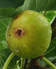 biofeigenbaumhoneyheart biofeigenbaumhoneyheart