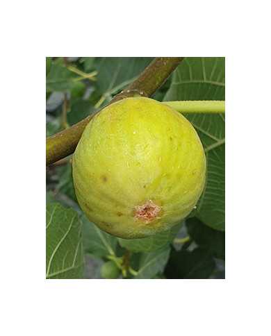 Bio Feigenbaum Honey Heart (*)