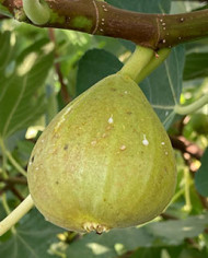 Bio Feigenbaum Honey Heart (*) Bio Feigenbaum Honey Heart (*)