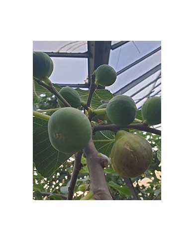 Bio Feigenbaum Honey Heart (*) Bio Feigenbaum Honey Heart (*)