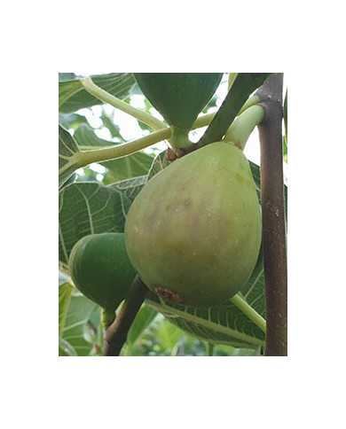 Bio Feigenbaum Honey Heart (*) Bio Feigenbaum Honey Heart (*)