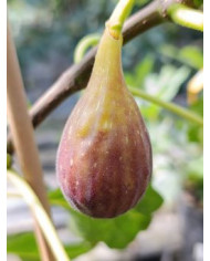 biofeigenbaumhunt biofeigenbaumhunt