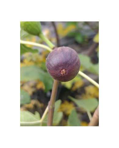 Bio Feigenbaum Hunt (*)