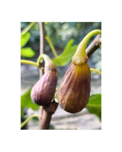 Bio Feigenbaum Hunt (*)