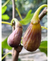 Bio Feigenbaum Hunt (*)