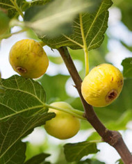 biofeigenbaumincagold