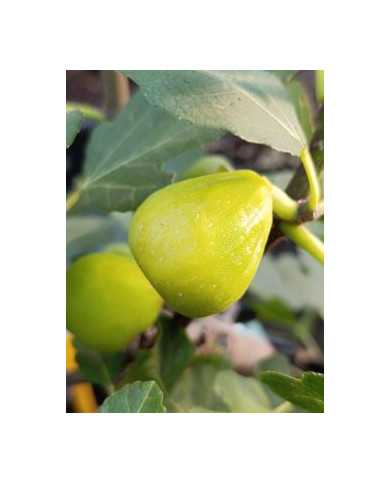 biofeigenbaumisid´oro